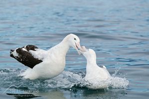 Gibson's albatross