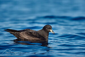 Black petrel