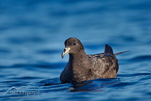 Black petrel