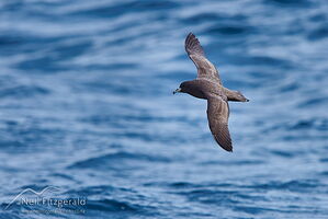 Black petrel