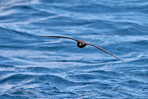 Black petrel in flight