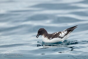 Cape petrel