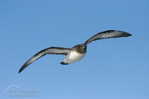 Cape petrel