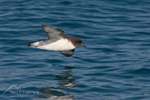 Cape petrel