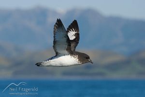 Cape petrel