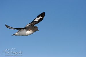 Cape petrel