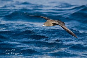 Flesh-footed shearwater