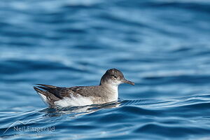 Fluttering shearwater