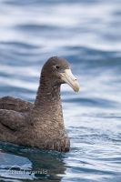 Northern giant petrel