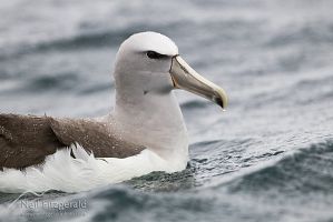 Salvin's Albatross