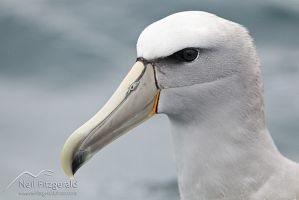 Salvin's Albatross