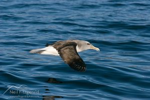 Salvin's Albatross