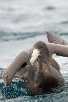 Southern Giant Petrel