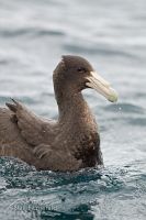 Southern Giant Petrel