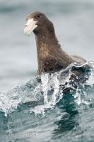 Southern Giant Petrel