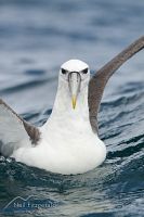 New Zealand white-capped mollymawk