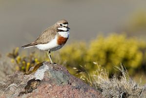 Banded dotterel