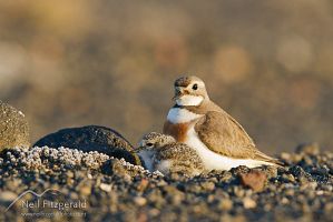 Banded dotterel