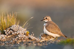 Banded dotterel