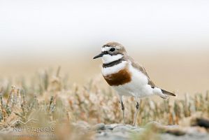 Banded dotterel