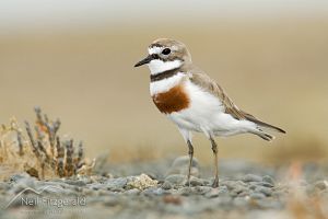 Banded dotterel