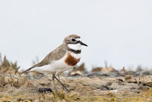 Banded dotterel