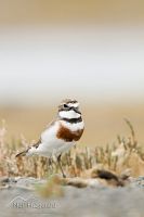 Banded dotterel