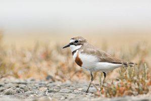 Banded dotterel