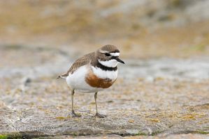 Banded dotterel