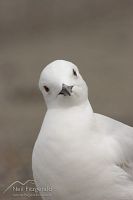 Black-billed gull