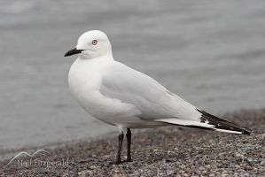 Black-billed gull