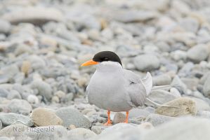 Black-fronted tern