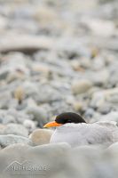 Black-fronted tern on nest