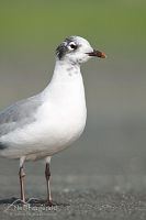 Franklin's gull