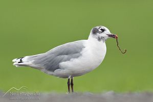 Franklin's gull