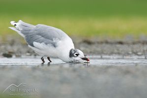 Franklin's gull