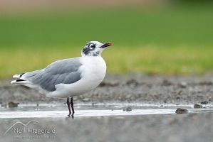 Franklin's gull