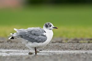 Franklin's gull