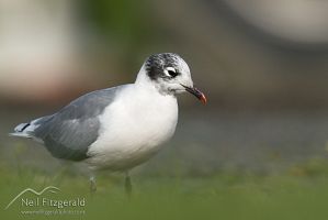 Franklin's gull