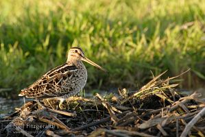 Japanese snipe