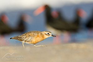 New Zealand dotterel