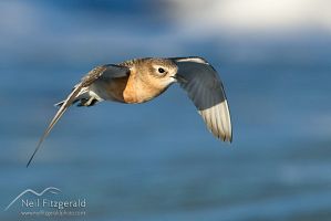 New Zealand dotterel