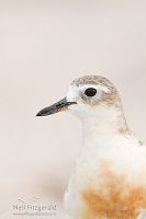 New Zealand dotterel