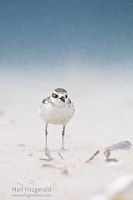 New Zealand dotterel