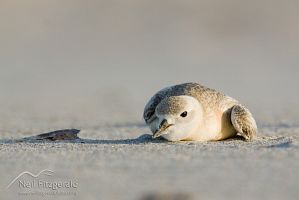 New Zealand dotterel