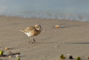 New Zealand dotterel