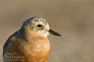 New Zealand dotterel