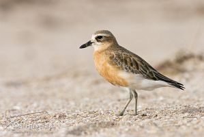 New Zealand dotterel