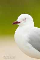 Red-billed gull