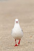 Red-billed gull